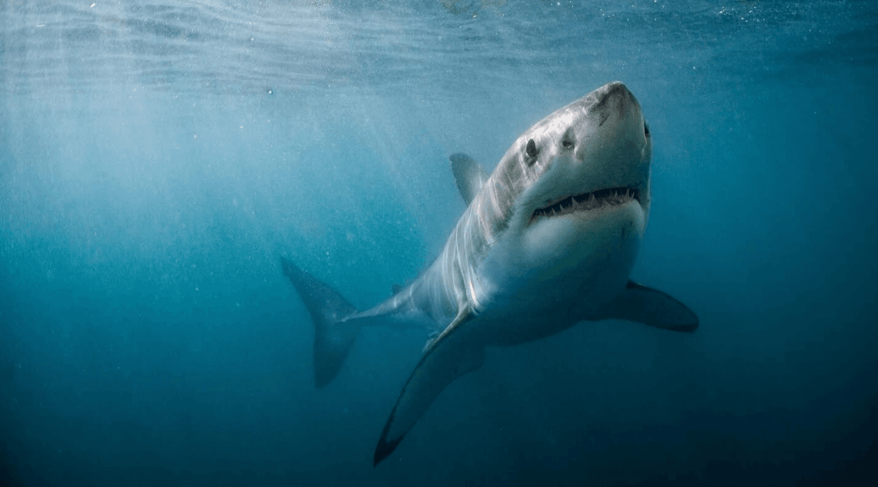 Great white shark tracked offshore of Haida Gwaii