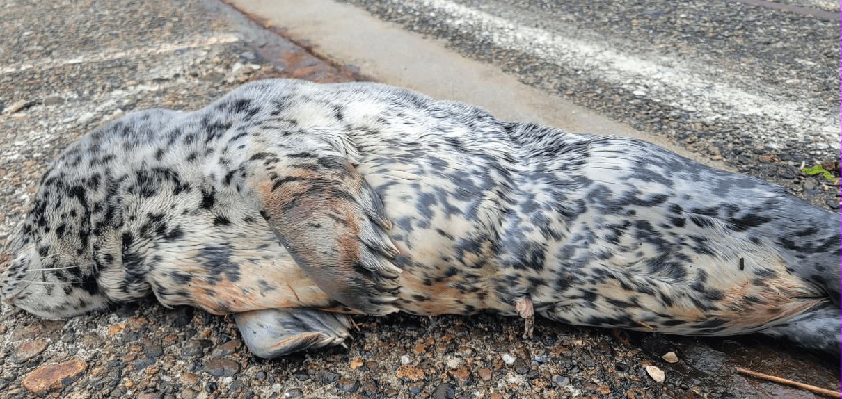Seal Pup rescued after being injured by Kwuna